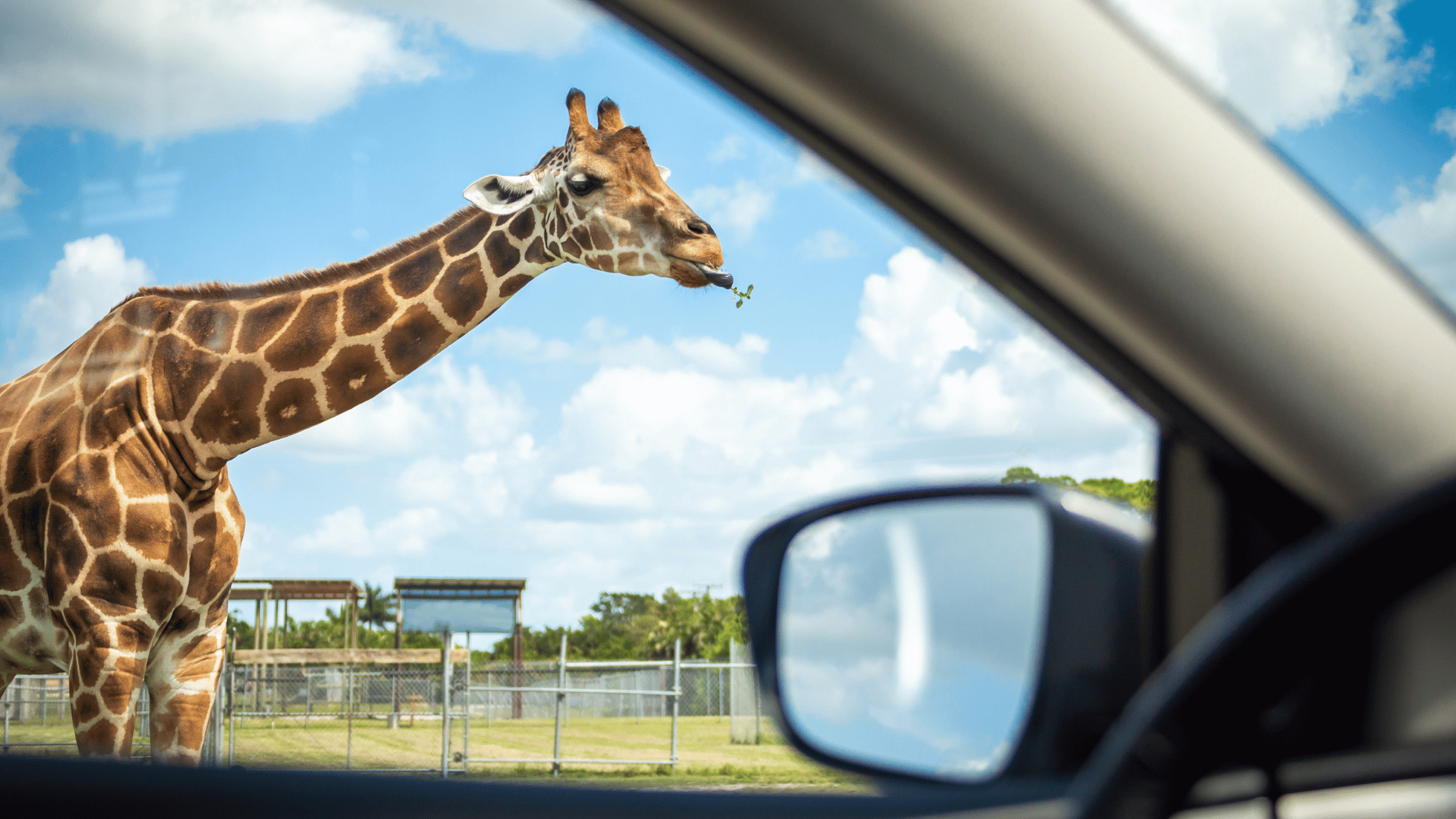 Topographical Land Survey at Knowsley Safari Park
